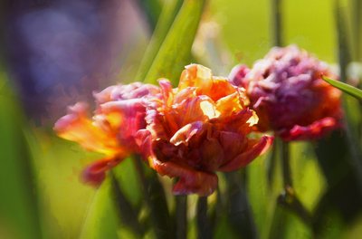 Mature Beauty by Helen White